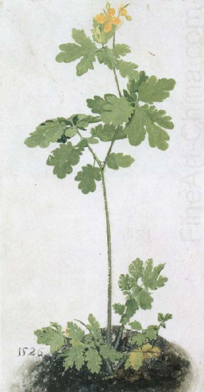 Greater Celandine, unknow artist